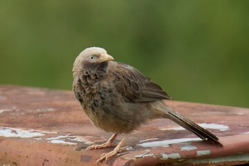 bird on a fence