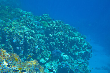 coral reef in Red Sea
