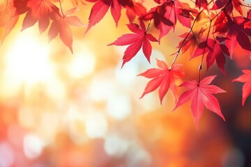 Beautiful autumn background with red maple leaves and blurred sunlight in the morning leaf seasonal vibrant.