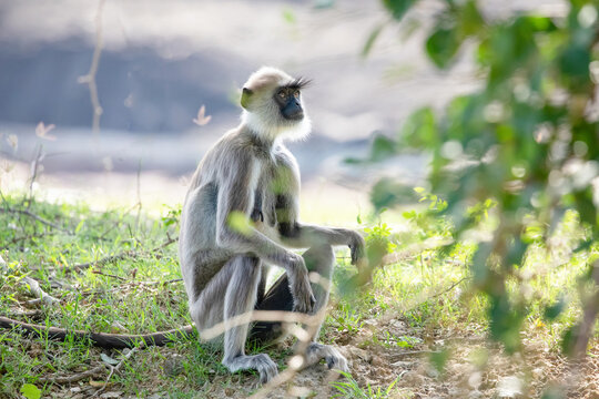 black faced grey langur monkey in Yala National Park, Sri Lanka