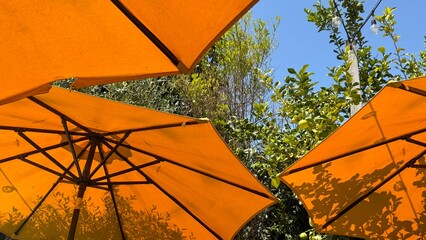 Yellow umbrellas grouped in the sun 