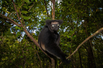 Lemur Indri indri, babakoto largest lemur from Madagascar