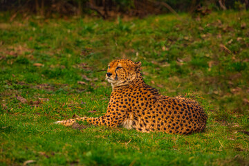 cheetah resting on green grass, very close eye contact.