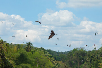 close-up hanging Mariana fruit bat (Pteropus mariannus)