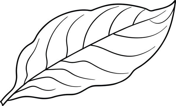 recommend clip art: Outline Tobacco leaf, vector illustration on black and white.