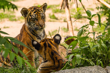 Tiger cubs playing with his mother,sumatra tiger Panthera tigris