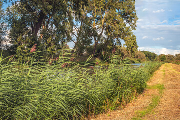 Landscape with a narrow river, yellowed grass, reeds and trees. The photo was taken at the end of a summer day in the Dutch province of North Brabant.