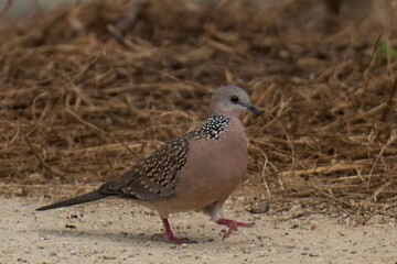 pheasant in the grass