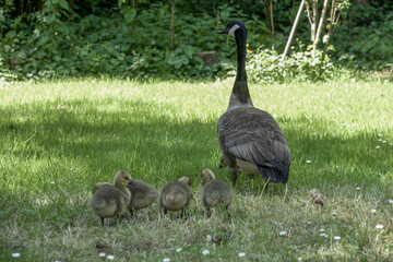 Canada goose branta canadensis with family of goslings