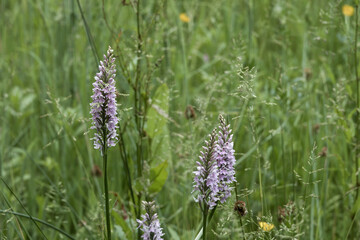 The Common Spotted orchids the county flower of West Lothian