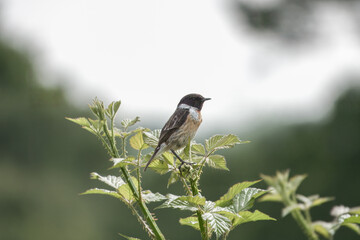 Fototapeta premium male Stonechat saxicola rubicolaperched on a bramble with a blurred background