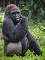Gorilla (Troglodytes gorilla) sitting on the ground. Gorilla is herbivorous apes that inhabit the forests of central Sub-Saharan Africa