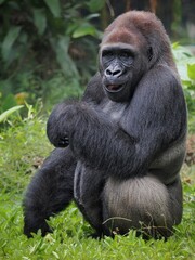 Gorilla (Troglodytes gorilla) sitting on the ground. Gorilla is herbivorous apes that inhabit the forests of central Sub-Saharan Africa