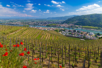 Grand cru vineyard, Tain l'Hermitage, Rhone-Alpes, France