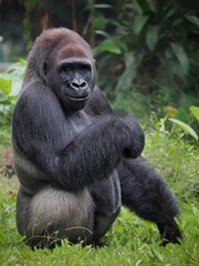 Gorilla (Troglodytes gorilla) sitting on the ground. Gorilla is herbivorous apes that inhabit the forests of central Sub-Saharan Africa