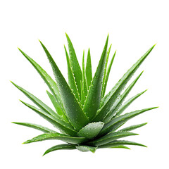 Fototapeta premium Aloe vera tree isolated on a transparent background. cut out in PNG format for graphic design, isolated on a white background.