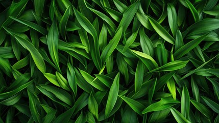 Fototapeta premium A vibrant tapestry of green leaves, showcasing the beauty of nature and the lushness of foliage, perfect for environmental themes.