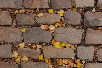 Fallen yellow autumn leaves resting on cobblestone street in Vysehrad Prague