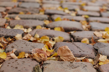 Fallen leaves covering an old cobblestone street in Vysehrad Prague