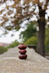 Three horse chestnuts balancing on top of each other on a stone wall in Vysehrad Prague