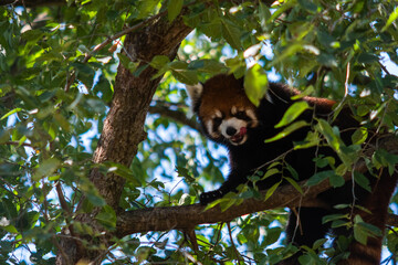 Red panda in tree