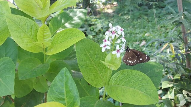 Butterflies on flowers. Butterflies perch on the beautiful Japanese jasmine or Pseuderanthemum reticulatum flower