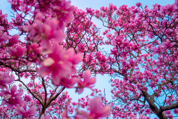 Blossom magnolia flower. Pink Chinese or saucer magnolia flowers, Magnolia against a blue sky.