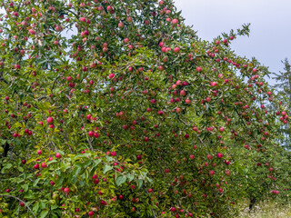 jabłoń w sadzie z ogromna ilością dojrzałych owoc&oacute;w 