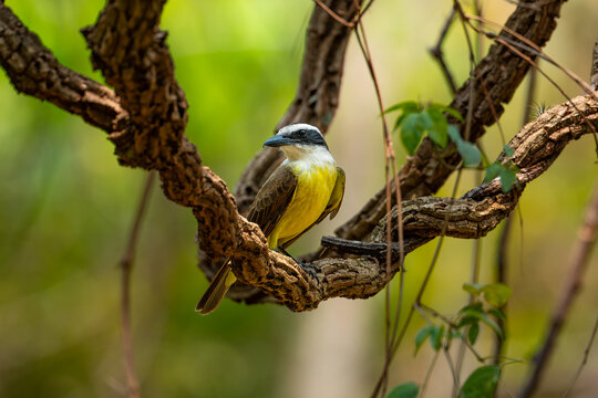 Great Kiskadee (Pitangus sulphuratus), Bem-te-vi