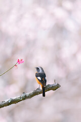 梅の木の枝に止まるジョウビタキ	
