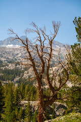 Obraz premium Views of tall jagged mountain peaks, large pine forests, rivers and streams, valleys and feilds, while backpacking through the John Muir Wilderness outside of Big Pine, CA.