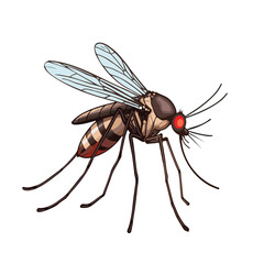 Aedes mosquitoes spread dengue, and Anopheles mosquitoes transmit malaria. Both thrive in stagnant water and bite humans to spread infections, causing fever, fatigue, and severe health issues.