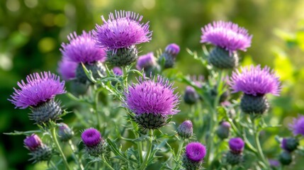 Fototapeta premium Purple Thistle Flowers Blooming in Summer Field
