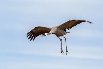 Common crane (Grus grus) in flight with legs extended for landing – Gallocanta, Spain
