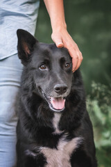 The owner put his hand on the dog's head. The dog is sitting next to the owner. Dog Training