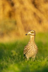 Eurasian stone-curlew (Burhinus oedicnemus) with soft background 