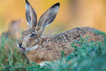 Iberian hare (Lepus granatensis) in natural habitat – close-up wildlife portrait