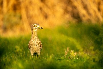 Stone-curlew (Burhinus oedicnemus) close-up in natural habitat