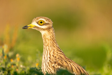 Portrait of a Eurasian stone-curlew (Burhinus oedicnemus) with natural blurred background