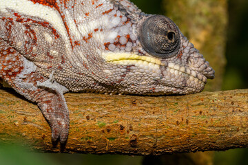 Madagascar chameleon resting on branch closeup