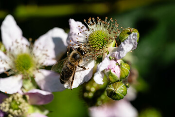 Fototapeta premium Die Wildpflanze Rubus Brombeere am Wegesrand