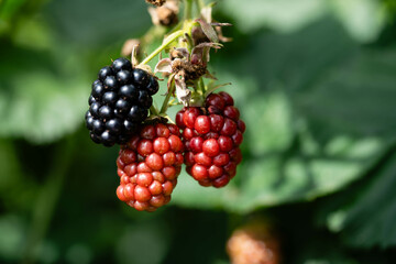 Die Wildpflanze Rubus Brombeere am Wegesrand