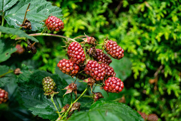 Die Wildpflanze Rubus Brombeere am Wegesrand