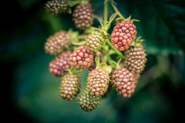 Die Wildpflanze Rubus Brombeere am Wegesrand