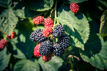 Die Wildpflanze Rubus Brombeere am Wegesrand