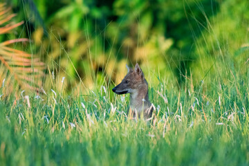 a fox in the grass