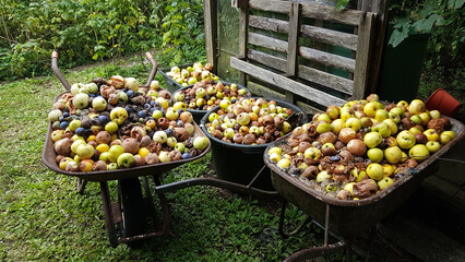 two old wheelbarrows and containers in the garden, full of rotten apples. collected windfall fruit.