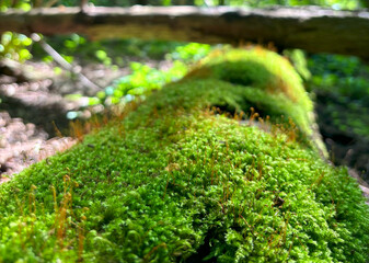 Moss-Covered Log in a Sunlit Forest Close-Up