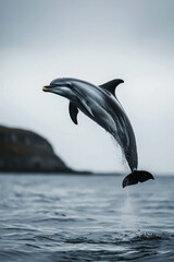Obraz premium Dolphins leaping out of the sea