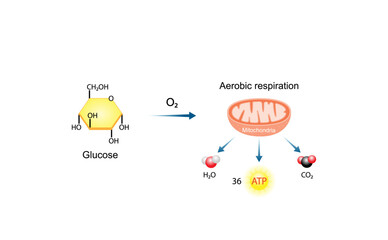 Aerobic cellular Respiration. Glycolysis. Mitochondria, energy production. Scientific Vector Illustration.